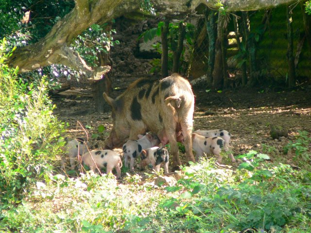 29- Cochons en liberte 